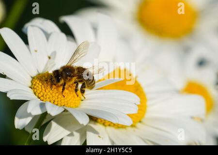 Ape di miele che raccoglie polline su un fiore selvatico Foto Stock