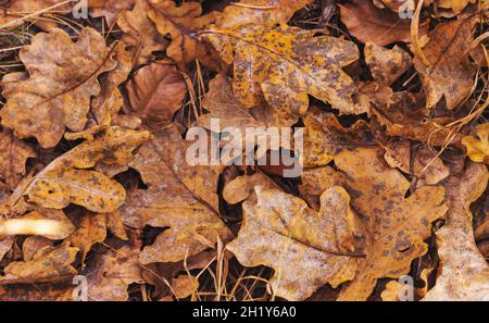 autunno caduto foglie sul terreno, natura selvaggia Foto Stock
