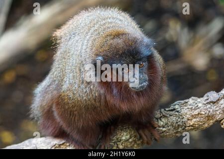 Scimmia coppery titi su un albero, Plecturocebus cupreus Foto Stock