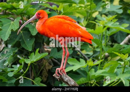 Scarlatto ibis su un albero, Eudocimus ruber Foto Stock