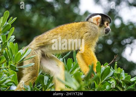 Scimmia scoiattolo nera su un albero Foto Stock