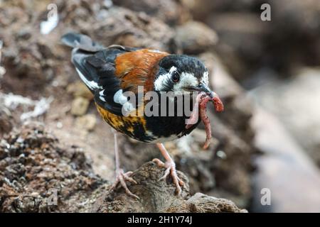 Mughetto di castagno, Geokichla dohertyi, Zoothera dohertyi Foto Stock