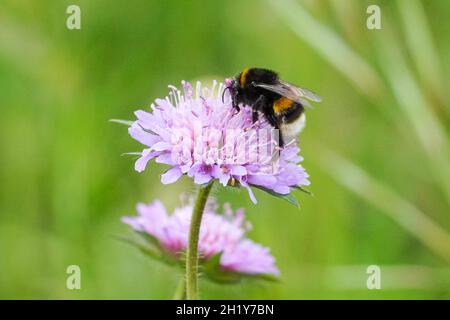 bumblebee dalla coda di rondine su fiore viola nel prato, Bombus Terrestris bumblebee Foto Stock