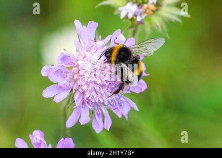 bumblebee dalla coda di rondine su fiore viola nel prato, Bombus Terrestris bumblebee Foto Stock