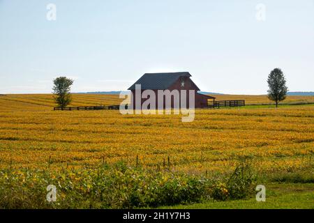 USA West Virginia WV fattoria rurale e fienile a Charles Town con un raccolto di soia in autunno Foto Stock