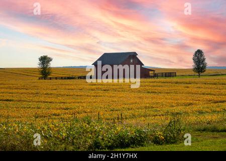 USA West Virginia WV fattoria rurale e fienile a Charles Town con un raccolto di soia in autunno Foto Stock