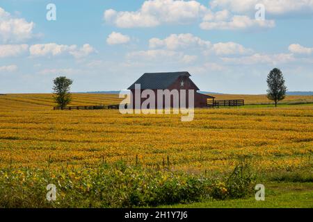 USA West Virginia WV fattoria rurale e fienile a Charles Town con un raccolto di soia in autunno Foto Stock