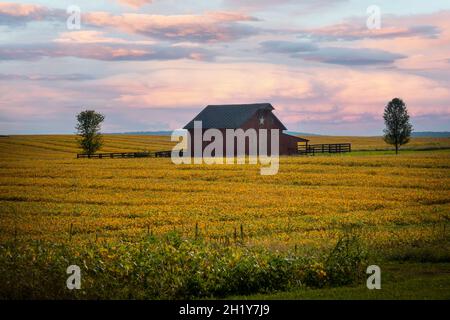 USA West Virginia WV fattoria rurale e fienile a Charles Town con un raccolto di soia in autunno Foto Stock