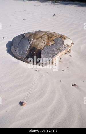 Guscio di tartaruga vuoto martellato su spiaggia di sabbia bianca con granchio di Eremita dei Caraibi in guscio di lumaca strisciando via davanti. Cayo Levisa, Pinar del Rio, Cuba. Foto Stock