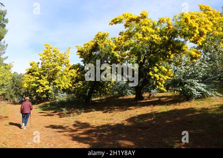 FRANCIA VAR (83) REGIONE DI TANNERON, FORESTA DI MIMOSA Foto Stock