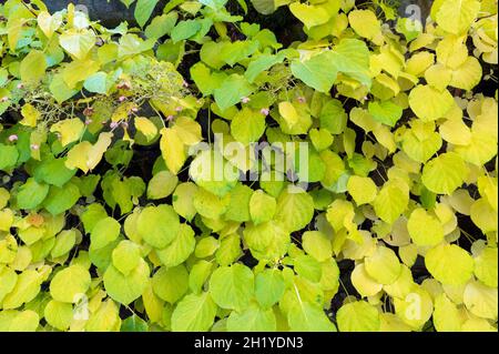 Arrampicata hydrangea (Hydrangea petiolaris) in autunno colori contro vecchio muro di pietra Foto Stock