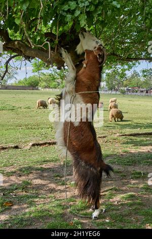 Capra bruna che sale su un albero per nutrirsi sulle foglie su una fattoria. Pecora di Vertical. Nello sfondo. Argentina Foto Stock