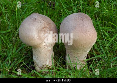 Handkea excescimuliformis (puffball di pestello o a stelo lungo) si trova su pascoli e brughiere sabbiose. È diffuso nelle zone temperate del nord. Foto Stock