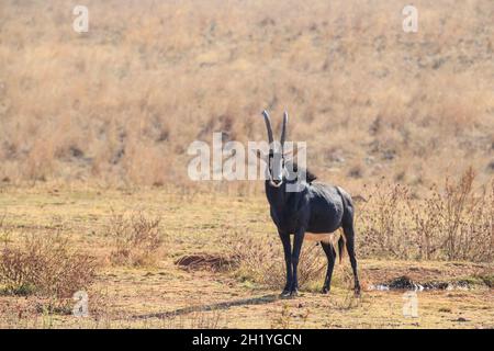 Antelope gigante di Sable (Hippocragus niger) guardando in macchina fotografica. Waterberg, Namibia, Africa Foto Stock