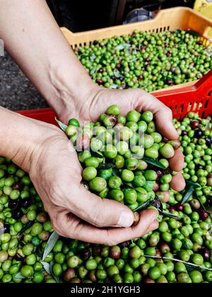 Primo piano di un giovane caucasico con un mucchio di olive nelle sue mani raccolte di fresco in un oliveto in Catalogna, Spagna Foto Stock