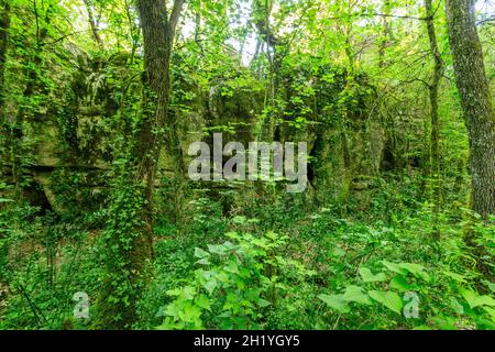 Francia, Ardèche, Parc Naturel Regional des Monts d'Ardeche (Parco Naturale Regionale dei Monts d'Ardeche), Berrias et Casteljau, Bois de Paiolive, sottobosco Foto Stock