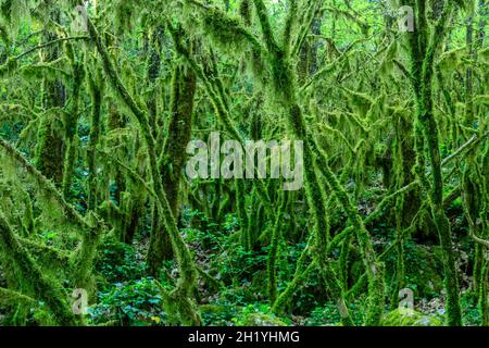 Francia, Ardèche, Parc Naturel Regional des Monts d'Ardeche (Parco Naturale Regionale dei Monts d'Ardeche), Berrias et Casteljau, Bois de Paiolive, sottobosco Foto Stock