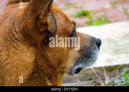 Un cane caramello Foto Stock