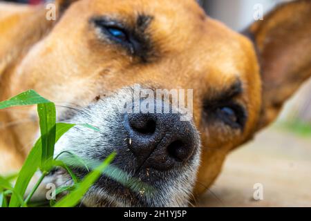 Un cane caramello Foto Stock