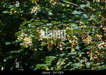 Berg-Ahorn, Bergahorn, Früchte, fruttato, Blüte, Ahorn, Acer pseudoplatanus, Sycamore, Erable sycomore, sycamore acero, L’éraable sycomore Foto Stock