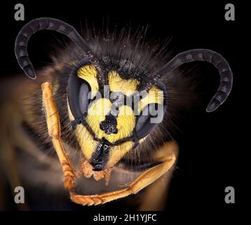 Vespa Vulgaris o il comune wasp, macro vista di testa composto, gli occhi, la bocca e le antenne Foto Stock