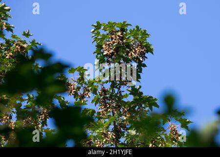 Berg-Ahorn, Bergahorn, Früchte, fruttato, Blüte, Ahorn, Acer pseudoplatanus, Sycamore, Erable sycomore, sycamore acero, L’éraable sycomore Foto Stock