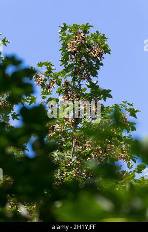 Berg-Ahorn, Bergahorn, Früchte, fruttato, Blüte, Ahorn, Acer pseudoplatanus, Sycamore, Erable sycomore, sycamore acero, L’éraable sycomore Foto Stock