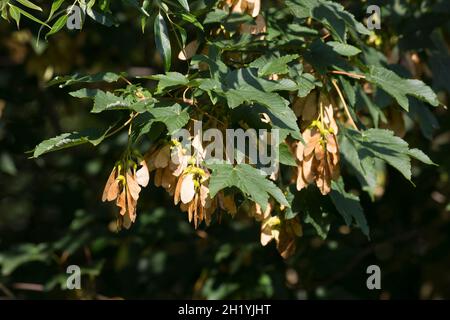 Berg-Ahorn, Bergahorn, Früchte, fruttato, Blüte, Ahorn, Acer pseudoplatanus, Sycamore, Erable sycomore, sycamore acero, L’éraable sycomore Foto Stock