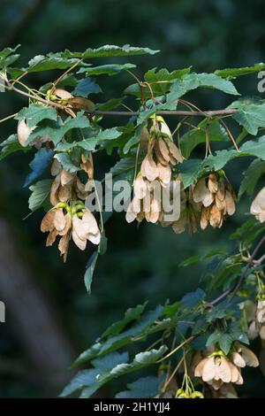 Berg-Ahorn, Bergahorn, Früchte, fruttato, Blüte, Ahorn, Acer pseudoplatanus, Sycamore, Erable sycomore, sycamore acero, L’éraable sycomore Foto Stock