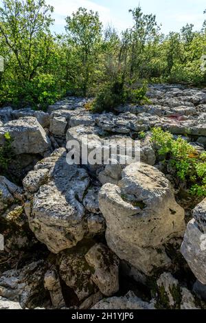 Francia, Ardèche, Parc Naturel Regional des Monts d'Ardeche (Parco Naturale Regionale dei Monts d'Ardeche), Berrias et Casteljau, Bois de Paiolive, calcare Foto Stock