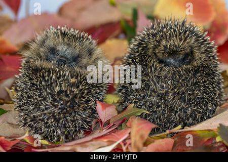 Due piccoli hoglets arricciati in foglie d'autunno Foto Stock