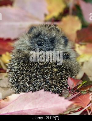 Un piccolo hoglet arricciato in foglie d'autunno Foto Stock