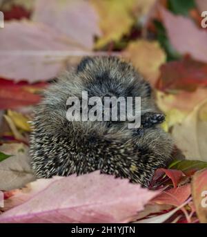 Un piccolo hoglet arricciato in foglie d'autunno Foto Stock