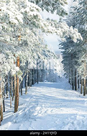 Bella pineta invernale e il sentiero scende dalla montagna. Alberi coperti di hoarfrost. Luminoso giorno d'inverno soleggiato. Bella nella natura. Vinci Foto Stock