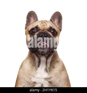 Il bulldog francese attacca la sua lingua. Scatto verticale isolato su sfondo bianco. Ritratto dumbfounded, cane spaventato con occhi goggle Foto Stock