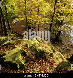 Bosco con faggi in autunno luce del sole, Cumbria, Inghilterra, Regno Unito, Europa Foto Stock