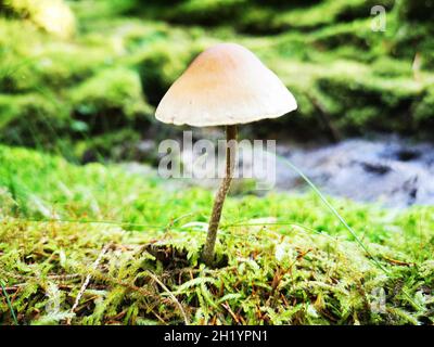 Primo piano di Mycetinis Alliaceus o il fungo dell'aglio paracadute in natura in una giornata di sole Foto Stock