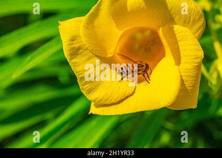 Le api del miele volano e si arrampicano nel fiore giallo dell'Oleander sull'albero con foglie verdi a Playa del Carmen Messico. Foto Stock