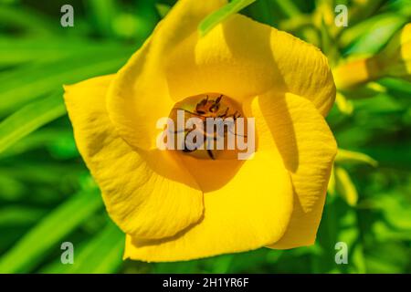 Le api del miele volano e si arrampicano nel fiore giallo dell'Oleander sull'albero con foglie verdi a Playa del Carmen Messico. Foto Stock