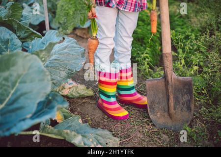 Piccola ragazza giardiniere in giardino di verdure che tiene fresche biologiche appena raccolte carote Foto Stock