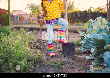 Piccola ragazza giardiniere in giardino di verdure che tiene fresche biologiche appena raccolte carote Foto Stock