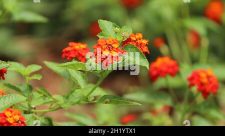 Lantana fotocamera fiori nel cortile è mucchio di fiori d'arancio e la pianta è bella naturale Foto Stock