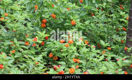 Lantana fotocamera fiori nel cortile è mucchio di fiori d'arancio e la pianta è bella naturale Foto Stock