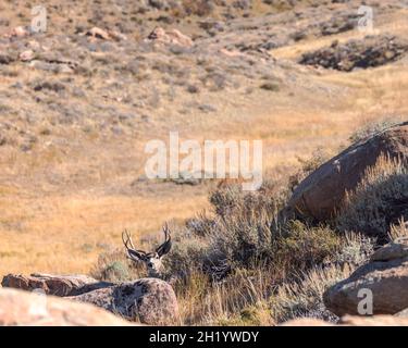 Nel suo letto del Wyoming è in allerta un buck del cervo del mulo. Foto Stock