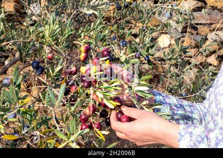 Olive mature appese al ramo. Concetto di raccolta delle olive. Foto Stock