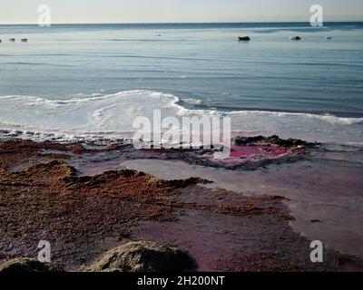 Ghiaccio viola sulla riva del Mar Caspio. Kazakistan. Regione di Mangistau. 22 novembre 2019 anno. Foto Stock