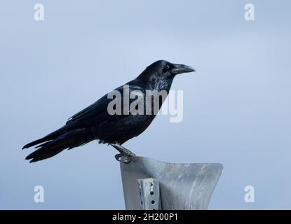 Un corvo comune (corvus corax) appoggi su un cartello Foto Stock