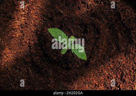 Primo piano germoglio di cannabis, vista dall'alto. Il rametto fresco di canapa giovane cresce in terreno di cocco, posa piatta. Concetto di crescita micro. Foto Stock