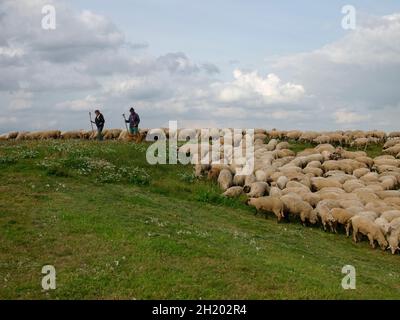 Gregge di pecore, sorvegliato da due pastori e un cane da pastore che pascolano su una diga del fiume Elba vicino a Tepe, Elbmarsch, Niedersachsen, Germania. Foto Stock