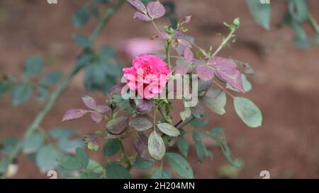 Sullo sfondo di belle giovani foglie di rosa rossa sulla pianta Foto Stock